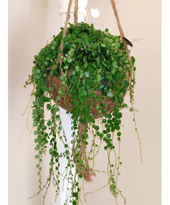 Peperomia Prostrata - String of Turtles